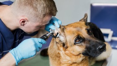 Misión Nevado: conoce la localidad de atención veterinaria gratuita este 15 de junio