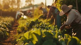 Alertan que redadas migratorias siguen amenazando al sector agricultor: reportan ausencia laboral