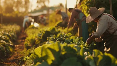 Alertan que redadas migratorias siguen amenazando al sector agricultor: reportan ausencia laboral
