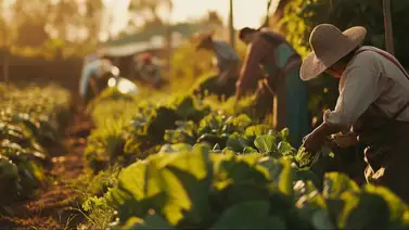 Alertan que redadas migratorias siguen amenazando al sector agricultor: reportan ausencia laboral Alertan que redadas migratorias siguen amenazando al sector agricultor: reportan ausencia laboral