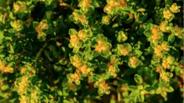 Tu arbusto podría salvarte de muchas enfermedades: expertos revelan por qué