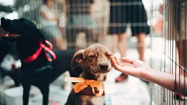 Habrá jornada de adopción de mascotas en Caracas este fin de semana: también consultas gratuitas Habrá jornada de adopción de mascotas en Caracas este fin de semana: también consultas gratuitas