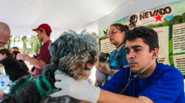 Zulia: conoce dónde serán las jornadas de atención veterinaria este 21 de junio