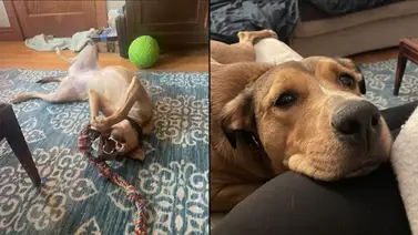 Estudiantes de 4 colegios en Chicago escriben cartas aupando su adopción: Conozcan a Franny, la perra que lleva 2 años en un refugio Estudiantes de 4 colegios en Chicago escriben cartas aupando su adopción: Conozcan a Franny, la perra que lleva 2 años en un refugio