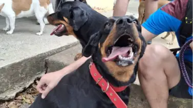 Jornadas de atención veterinaria gratuita: conoce dónde serán los operativos este 22 de junio Jornadas de atención veterinaria gratuita: conoce dónde serán los operativos este 22 de junio