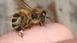 Tragedia en plena jornada: hombre muere tras ser atacado por abejas en Bolívar