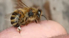 Tragedia en plena jornada: hombre muere tras ser atacado por abejas en Bolívar