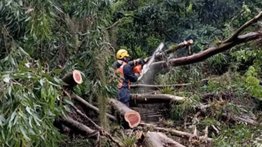 Lluvias en Los Teques: levantan árbol que obstruía los cuatro canales de la carretera Panamericana