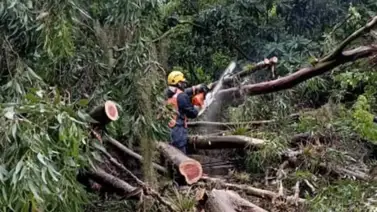 Lluvias en Los Teques: levantan árbol que obstruía los cuatro canales de la carretera Panamericana Lluvias en Los Teques: levantan árbol que obstruía los cuatro canales de la carretera Panamericana