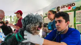 Atención veterinaria: conoce los servicios gratuitos que ofrecen del 24 al 28 de junio