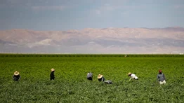 Inmigrante agricultor relata cómo las redadas ICE afectan las cosechas: "Apenas vemos patrullas huimos"
