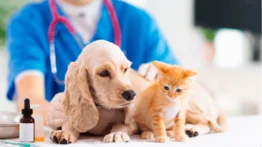 Anuncian jornada para adopción de mascotas y atención integral gratuita este 28 de junio: horario y ubicación