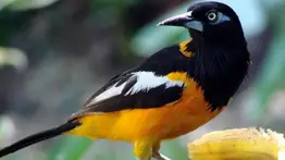 PNB halla 25 aves exóticas en cautiverio en Petare: al menos cinco turpiales incluidos