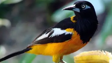 PNB halla 25 aves exóticas en cautiverio en Petare: al menos cinco turpiales incluidos PNB halla 25 aves exóticas en cautiverio en Petare: al menos cinco turpiales incluidos