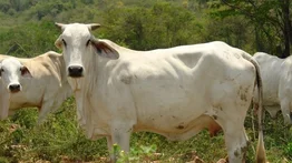Joven muere tras ser corneada por un toro durante Fiesta de los Pescadores en Choroní