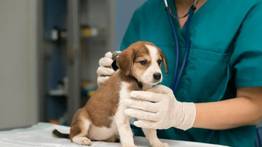 Misión Nevado: jornada de atención integral veterinaria en Miranda este 28 de junio