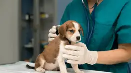 Misión Nevado: jornada de atención integral veterinaria en Miranda este 28 de junio