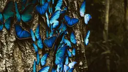 ¡Paseos gratis! Conoce las mariposas azules de Los Ángeles: fechas y horarios disponibles