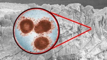 Científicos reactivan virus de 48.500 años: alertan sobre los riesgos