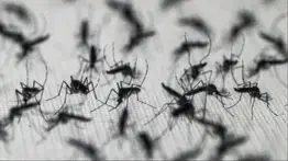 ¿Por qué Google propone liberar millones de mosquitos en EEUU?