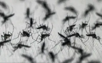 ¿Por qué Google propone liberar millones de mosquitos en EEUU?