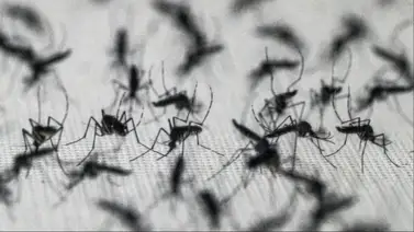 ¿Por qué Google propone liberar millones de mosquitos en EEUU? ¿Por qué Google propone liberar millones de mosquitos en EEUU?