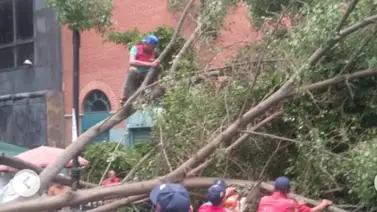 Árbol de gran tamaño cae en Capitolio: registran dos personas lesionadas Árbol de gran tamaño cae en Capitolio: registran dos personas lesionadas