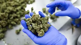 ¿Debes viajar en avión y consumes marihuana de forma medicinal? Éstos son los nuevos lineamientos de las autoridades en EEUU
