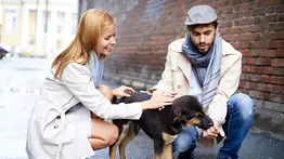¿Qué pasa con las mascotas tras el divorcio? conozca lo que establece la ley