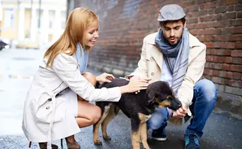 ¿Qué pasa con las mascotas tras el divorcio? conozca lo que establece la ley