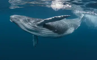 Ballenas