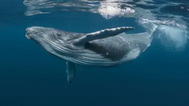 Ballenas Ballenas