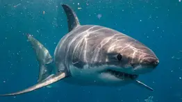 En video ataque de tiburón en Florida: víctima fue hospitalizada en estado grave