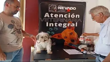 Misión Nevado anuncia servicios gratis para perros y gatos con vacunas a bajo costo: conozca fecha y ubicación Misión Nevado anuncia servicios gratis para perros y gatos con vacunas a bajo costo: conozca fecha y ubicación