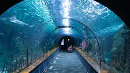 Acuario de Shedd de Chicago abrirá gratis en horario nocturno éste martes: si cumples con los requisitos