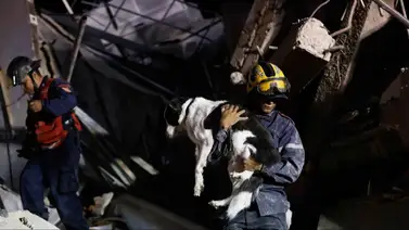Después del temblor, proteger a las mascotas y a los adultos mayores es indispensable Después del temblor, proteger a las mascotas y a los adultos mayores es indispensable