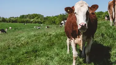ganado ganadero comercio vacas llano méxico estados unidos ganado ganadero comercio vacas llano méxico estados unidos