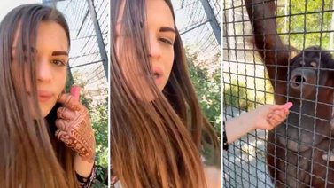 Luchadora rusa causa indignación al dar de fumar cigarro electrónico a un orangután: se ha deteriorado su salud