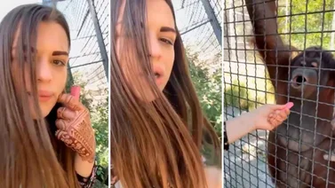 Luchadora rusa causa indignación al dar de fumar cigarro electrónico a un orangután: se ha deteriorado su salud