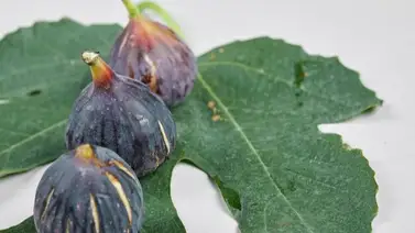 No botes las hojas del higo, son un tesoro para tu salud: aquí tienes la guía completa para usarlas en casa y aliviar varias dolencias No botes las hojas del higo, son un tesoro para tu salud: aquí tienes la guía completa para usarlas en casa y aliviar varias dolencias