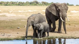Elefante embiste a turistas durante safari en Zambia: al menos dos mujeres murieron