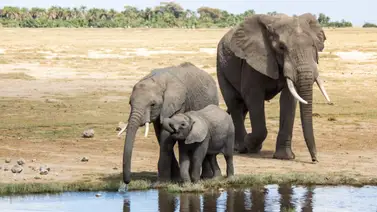 Elefante embiste a turistas durante safari en Zambia: al menos dos mujeres murieron Elefante embiste a turistas durante safari en Zambia: al menos dos mujeres murieron