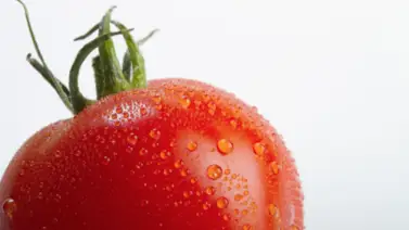 ¡Secreto milagroso en tu cocina! Así alargas la vida de los tomates: el truco está en la temperatura correcta ¡Secreto milagroso en tu cocina! Así alargas la vida de los tomates: el truco está en la temperatura correcta