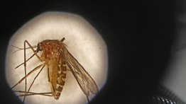 Alerta en Texas: detectan contagio de virus del Nilo en un condado