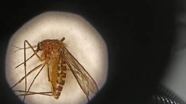 Alerta en Texas: detectan contagio de virus del Nilo en un condado Alerta en Texas: detectan contagio de virus del Nilo en un condado