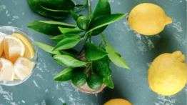 ¡No eches a la basura este tesoro! Las hojas del limón previenen enfermedades: así debes prepararlas para hacer milagros