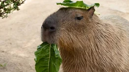 2001online - Venezuela- Capibara