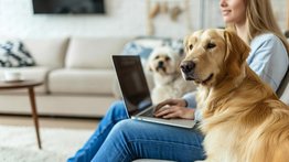 ¡Bienvenidas mascotas! Estas son las ciudades de Estados Unidos más pet friendly en los condominios: no rechazan a tus animales