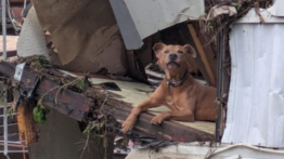 Superman, perrito rescatado en las inundaciones de Texas y reunificado con su familia