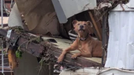 Superman, perrito rescatado en las inundaciones de Texas y reunificado con su familia